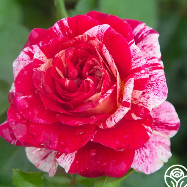 All-American Magic™