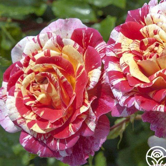 All-American Magic™