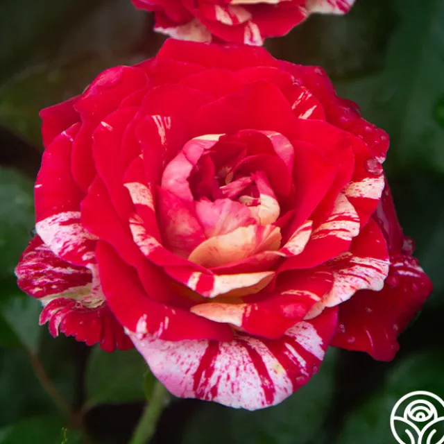 All-American Magic™