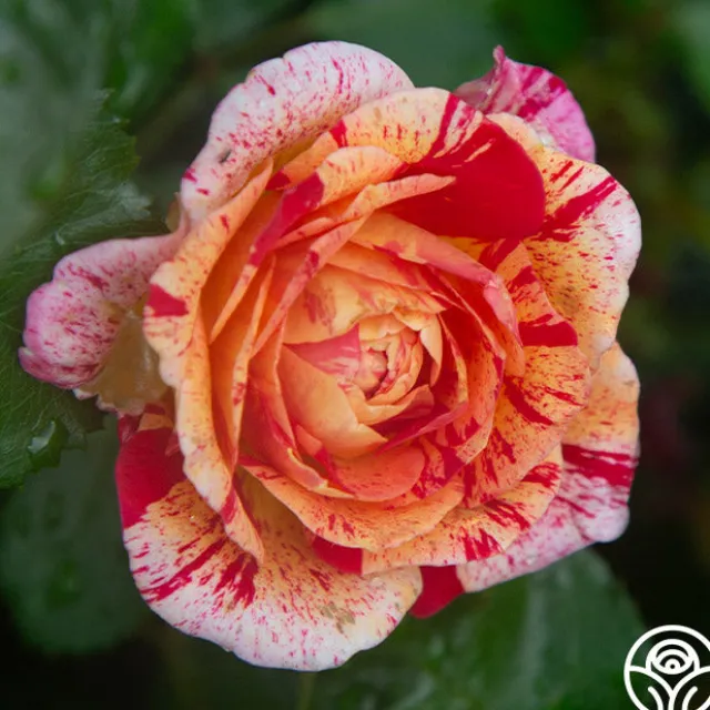 All-American Magic™