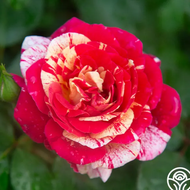 All-American Magic™