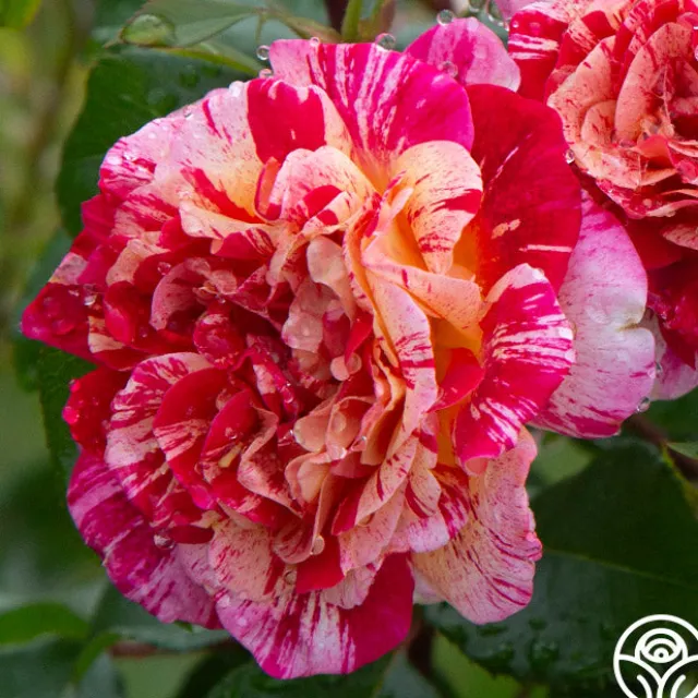 All-American Magic™