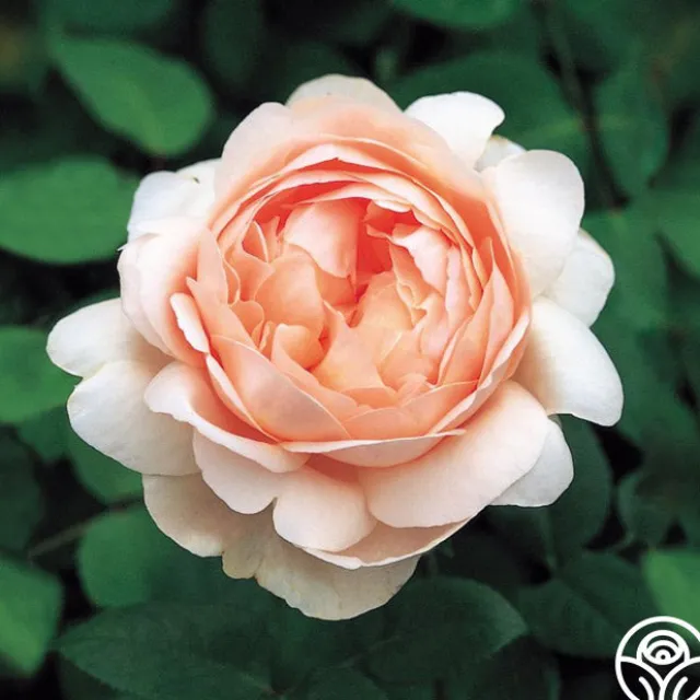 Ambridge Rose®