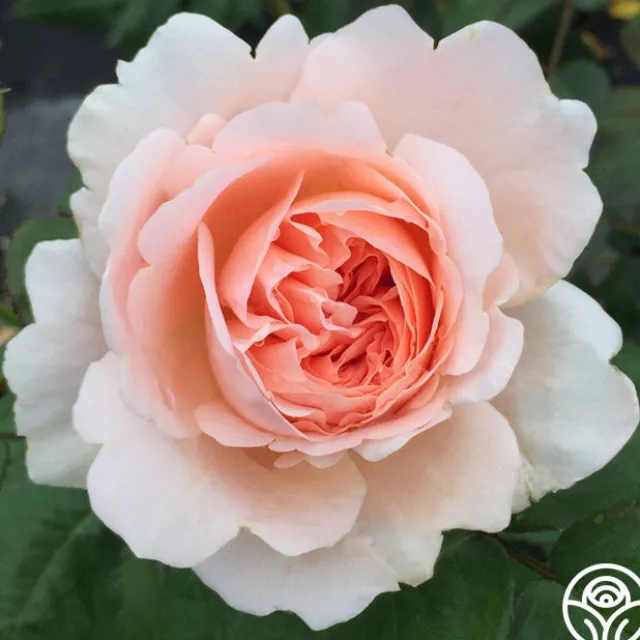 Ambridge Rose®
