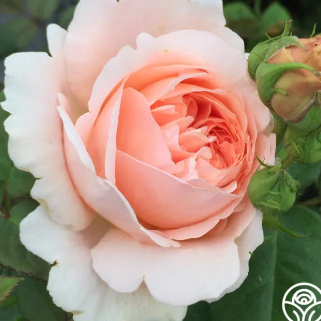 Ambridge Rose®