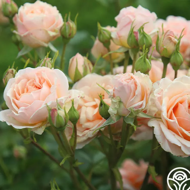 Apricot Abundance™