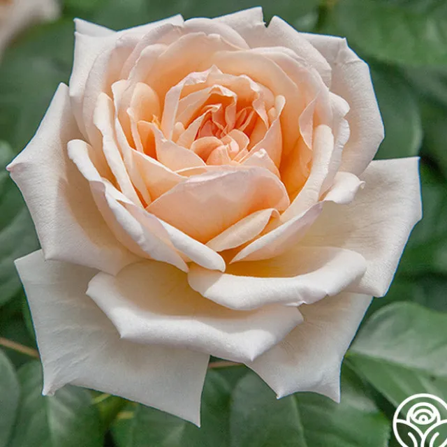 Apricots n' Cream™