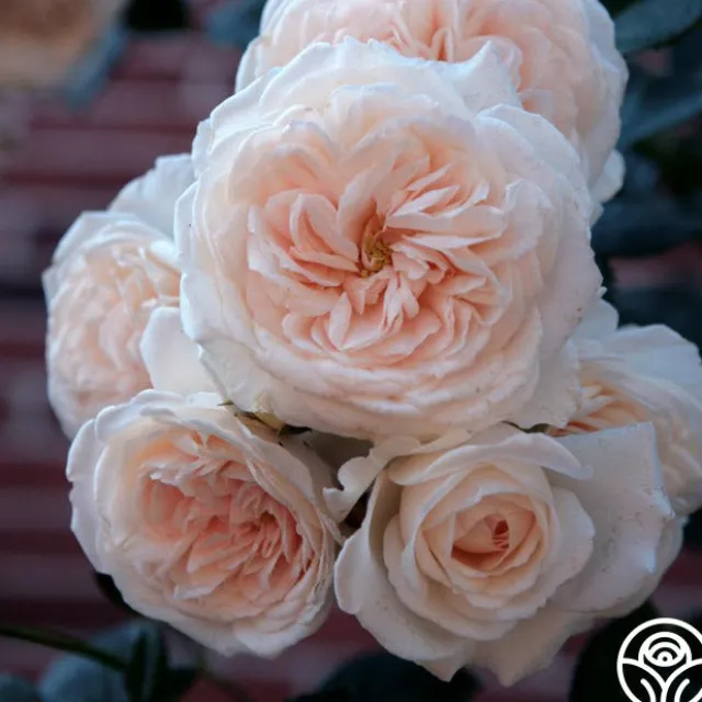 Arborose® Honeymoon