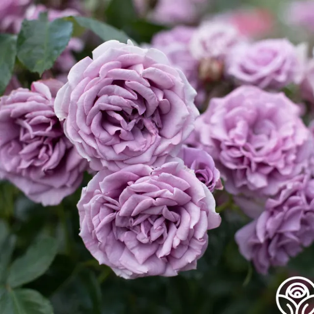 Arborose® Quicksilver