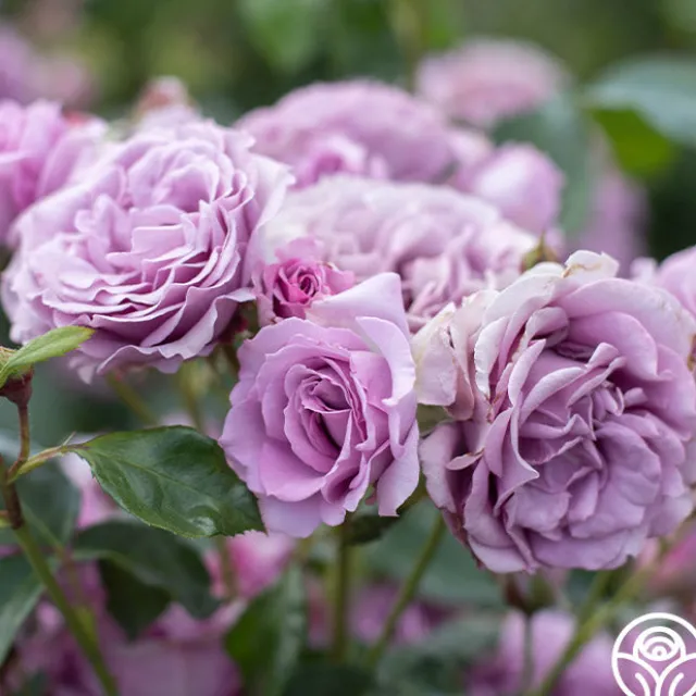 Arborose® Quicksilver