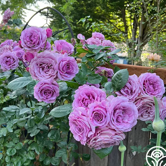 Arborose® Quicksilver