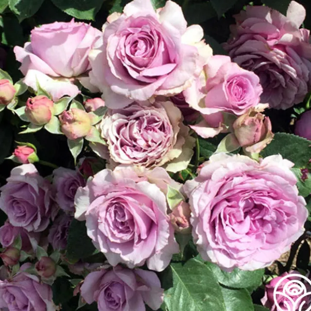 Arborose® Quicksilver