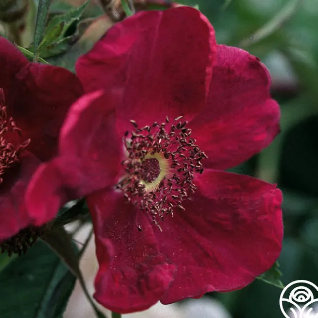 Basye's Purple Rose
