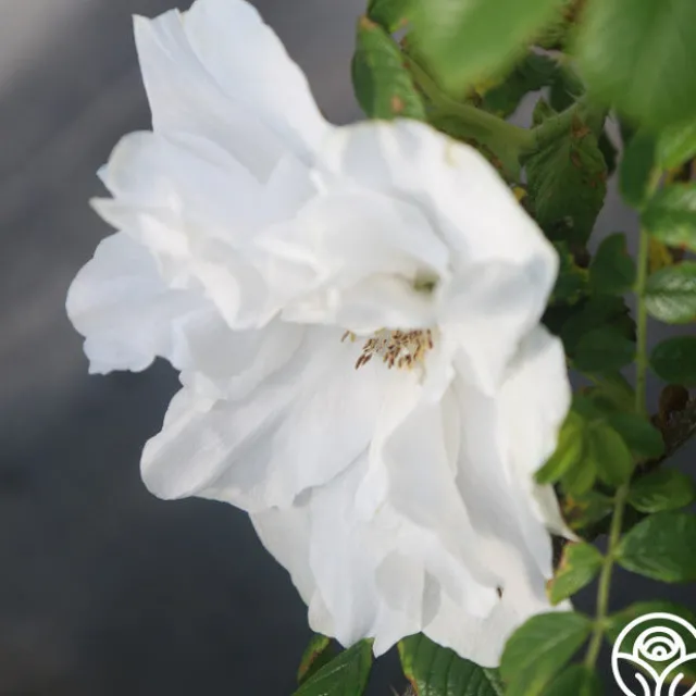 Blanc Double de Coubert