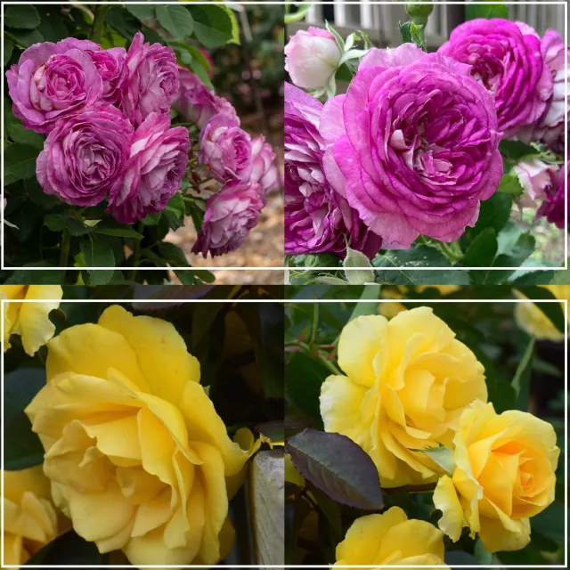 Colorful Climbers