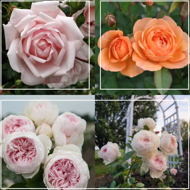 Cottage Garden Collection