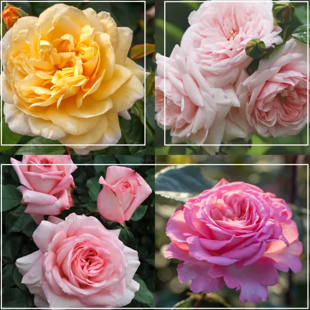 Cottage Garden Collection II