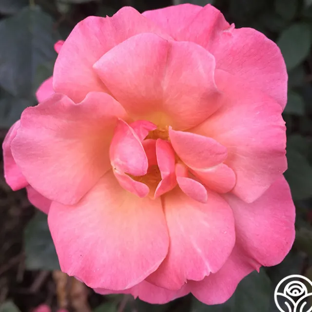 Dancing In The Wind™