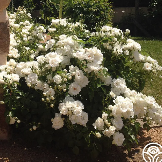 Dominique Loiseau ®