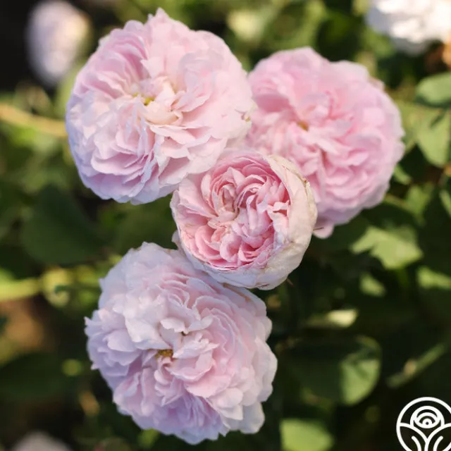 Duchesse de Montebello