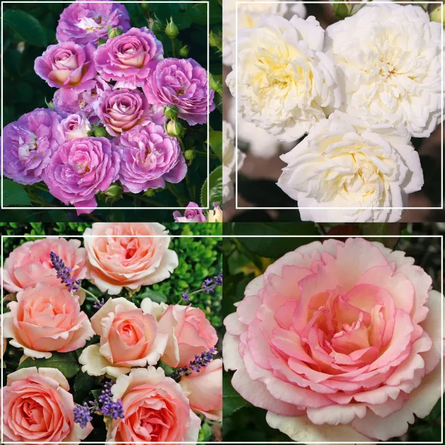 Easy-To-Grow Collection II