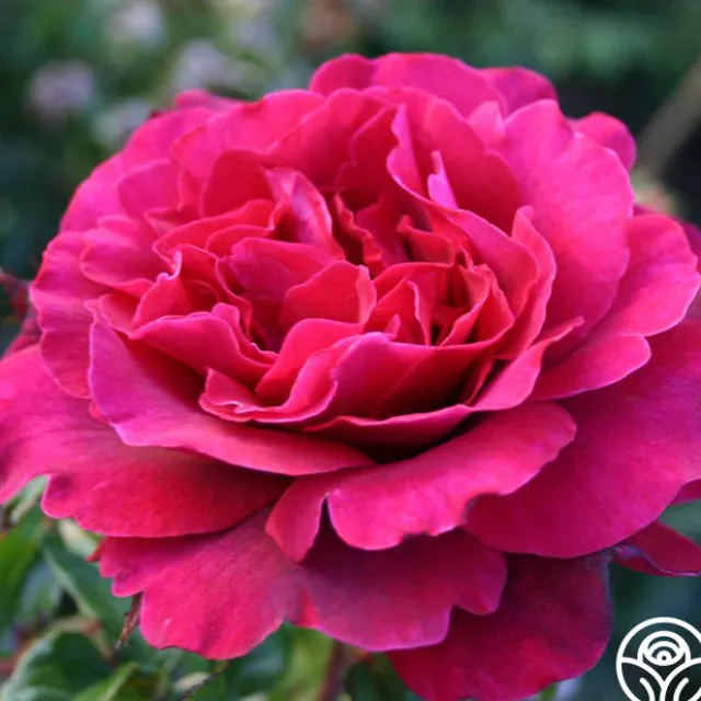 Eleganza® Gypsy Soul