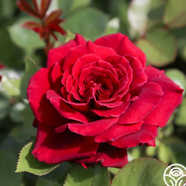 Eleganza® Gypsy Soul