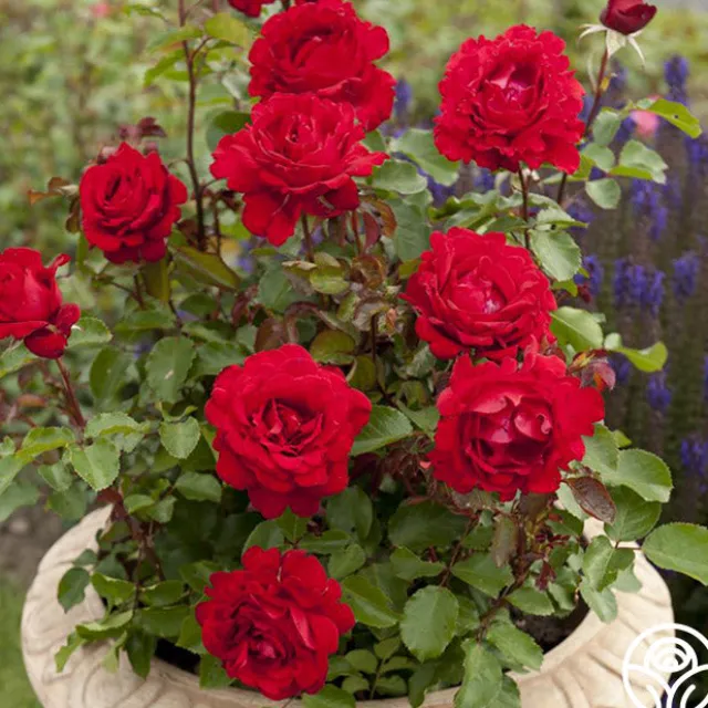 Eleganza® Heart Song™