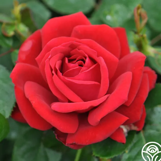 Eleganza® Heart Song™