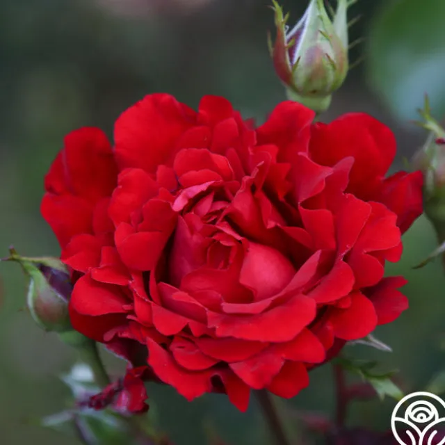 Eleganza® Heart Song™