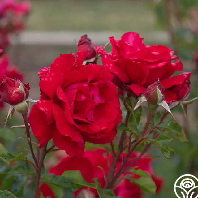 Eleganza® Heart Song™