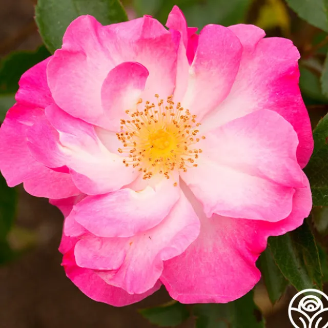 Fashion Statement™