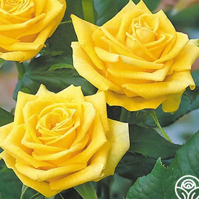 Fragrant Gold
