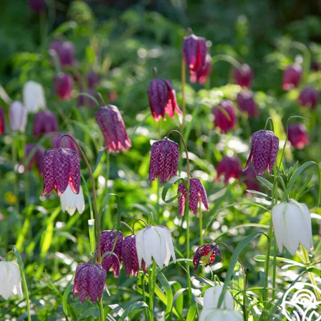 Fritillaria Meleagris Mix