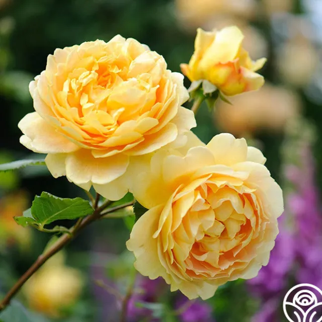 Golden Celebration®