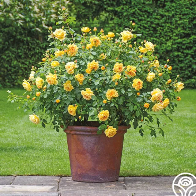 Golden Celebration®