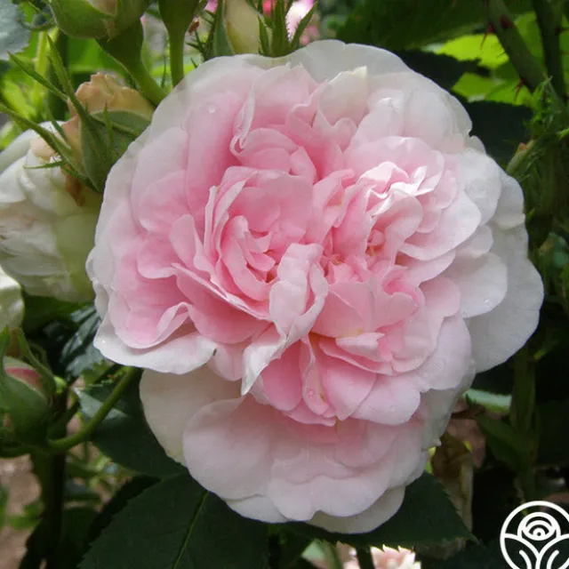 Great Maiden's Blush