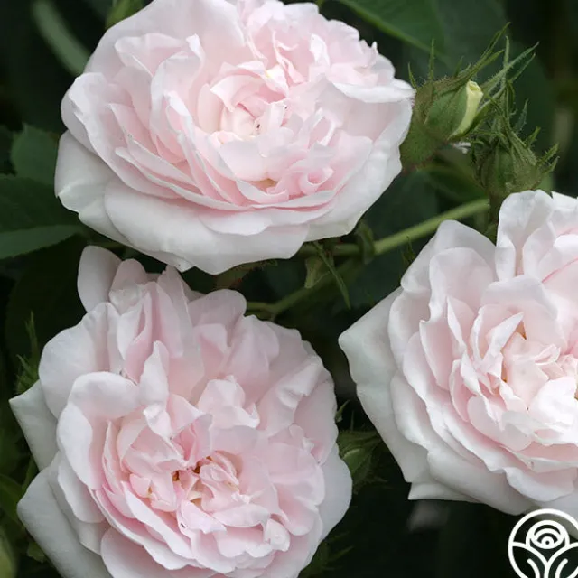 Great Maiden's Blush