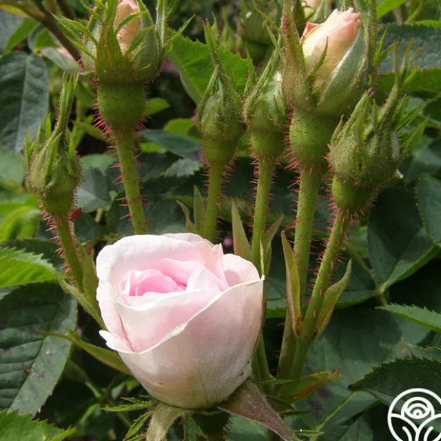 Great Maiden's Blush