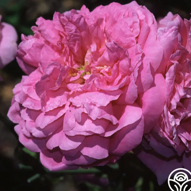 Ispahan