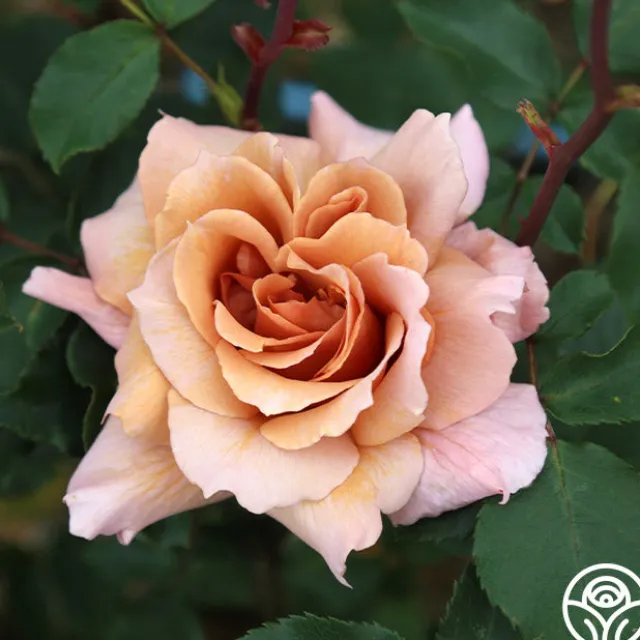Julia's Rose®