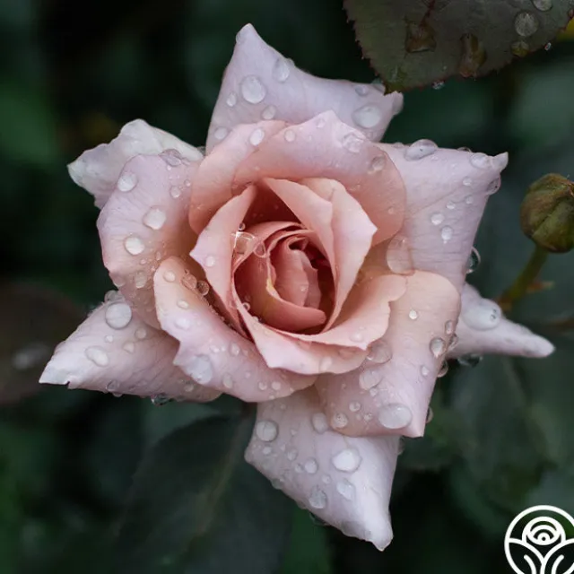 Julia's Rose®