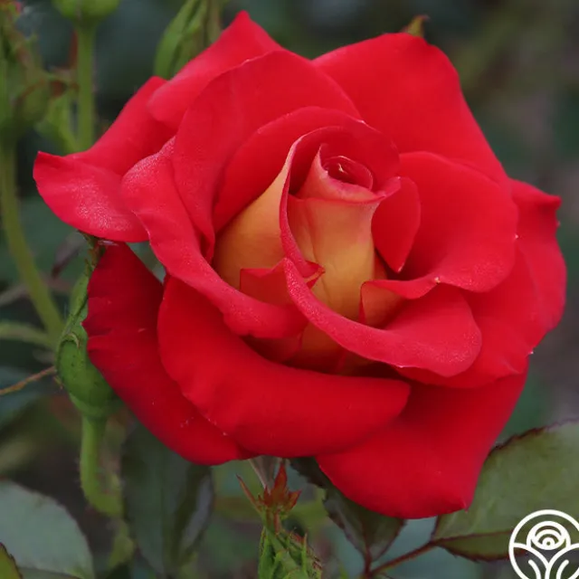 Ketchup & Mustard™