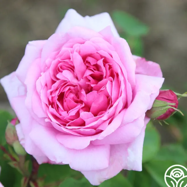 La Ville de Bruxelles