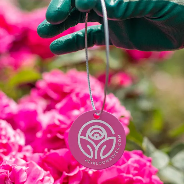 Love & Peace® Tag