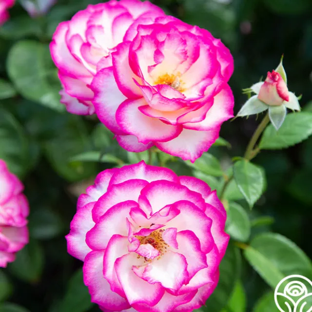 Miss Congeniality™