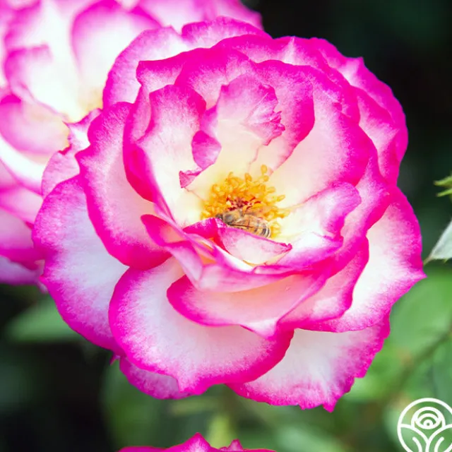 Miss Congeniality™