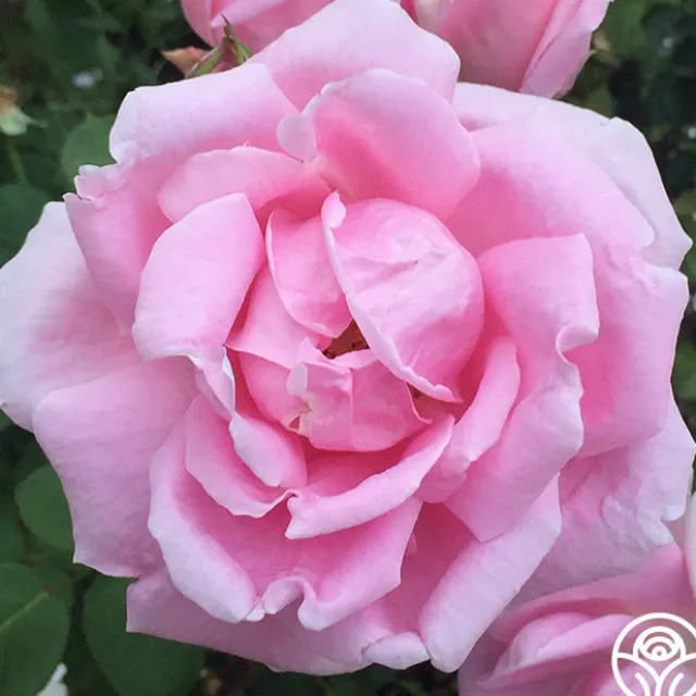 Mme Caroline Testout