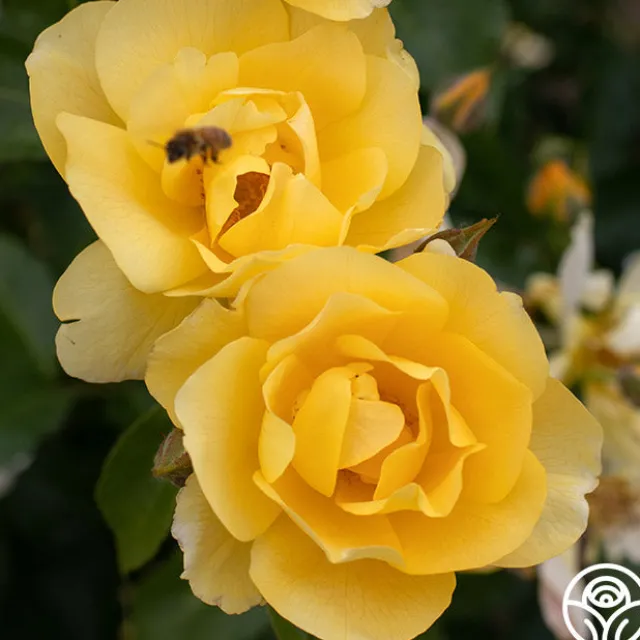 Morning Has Broken™