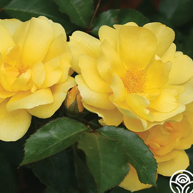 Morning Has Broken™